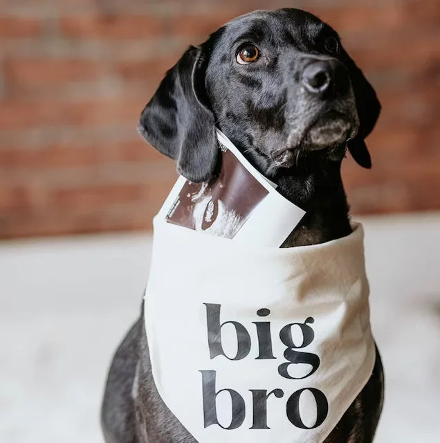 Big Brother Dog Bandana